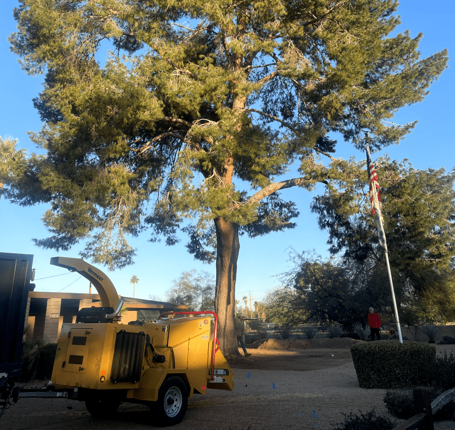 Tree Removal (3)