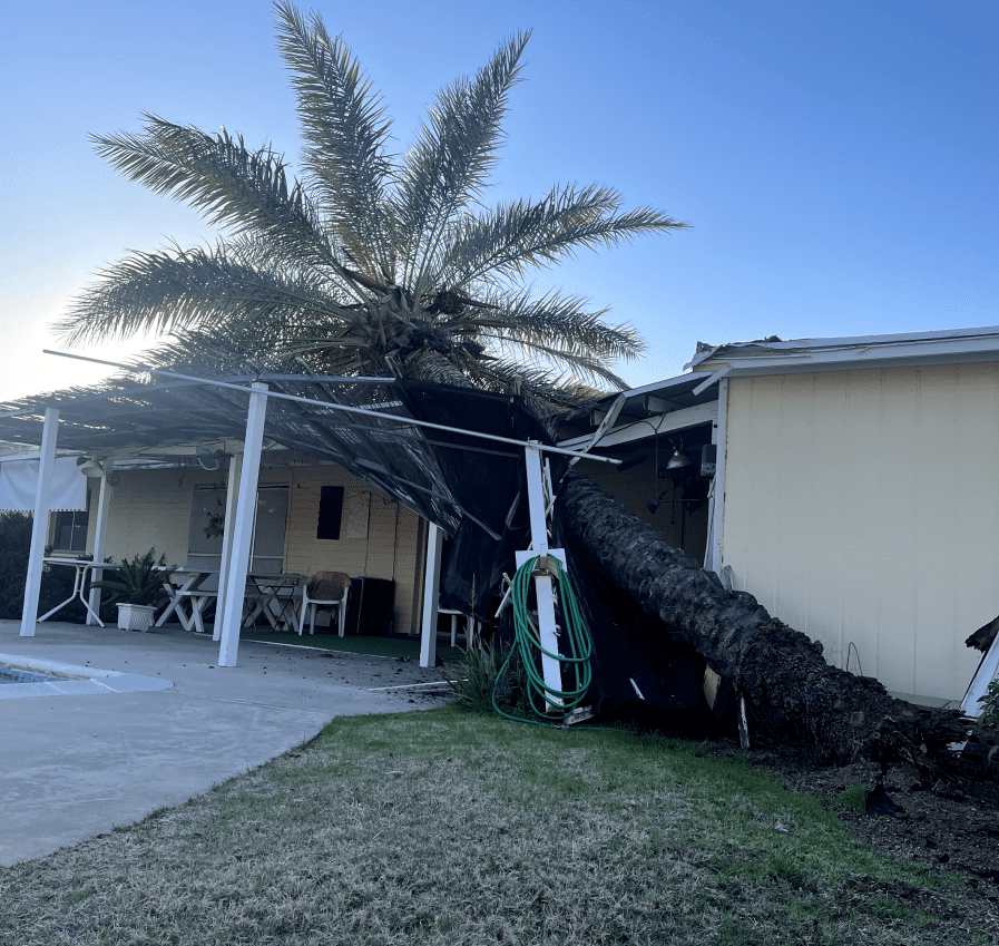 Tree Removal (4)