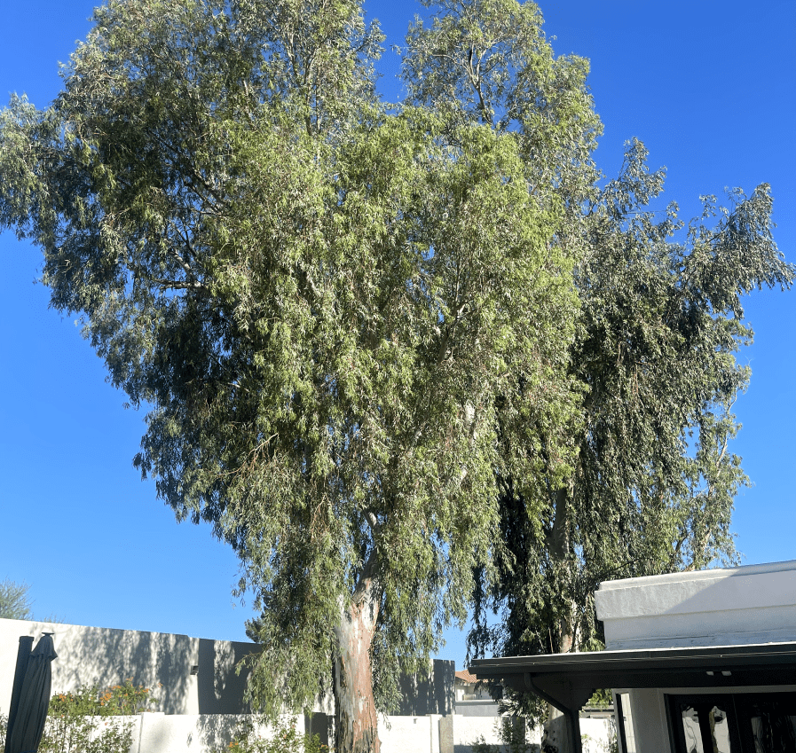 Tree Trimming 1