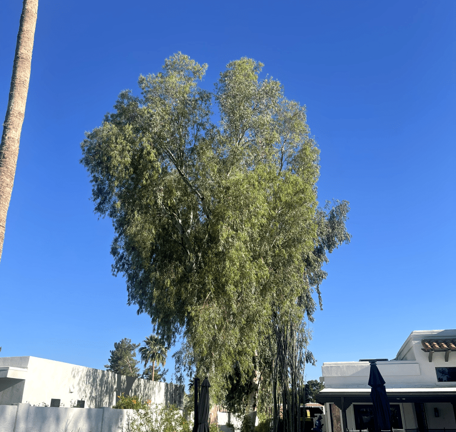 Tree Trimming 2
