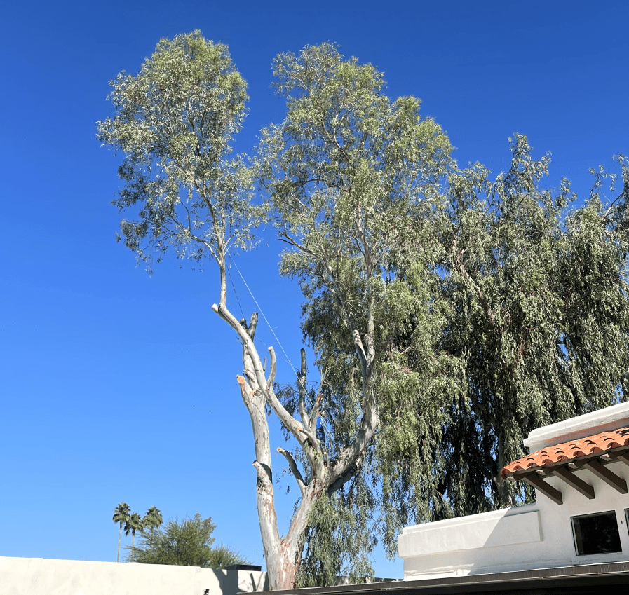 Tree Trimming 3